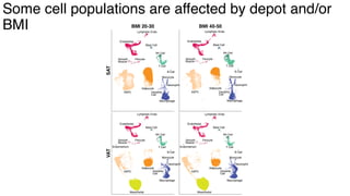 dkNET Webinar: A Single Cell Atlas of Human and Mouse White Adipose ...
