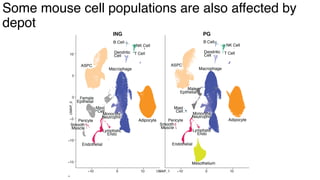 dkNET Webinar: A Single Cell Atlas of Human and Mouse White Adipose ...