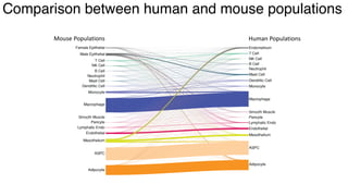 dkNET Webinar: A Single Cell Atlas of Human and Mouse White Adipose ...