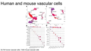 dkNET Webinar: A Single Cell Atlas of Human and Mouse White Adipose ...