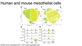 dkNET Webinar: A Single Cell Atlas of Human and Mouse White Adipose ...