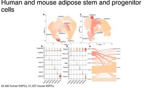 dkNET Webinar: A Single Cell Atlas of Human and Mouse White Adipose ...
