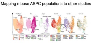 dkNET Webinar: A Single Cell Atlas of Human and Mouse White Adipose ...