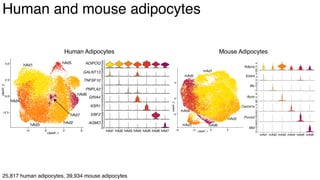 dkNET Webinar: A Single Cell Atlas of Human and Mouse White Adipose ...