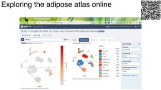 dkNET Webinar: A Single Cell Atlas of Human and Mouse White Adipose ...