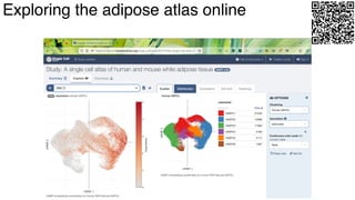 dkNET Webinar: A Single Cell Atlas of Human and Mouse White Adipose ...