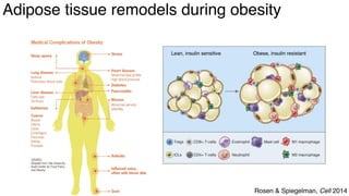 dkNET Webinar: A Single Cell Atlas of Human and Mouse White Adipose ...