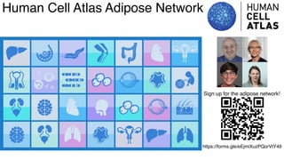 dkNET Webinar: A Single Cell Atlas of Human and Mouse White Adipose ...