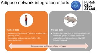 dkNET Webinar: A Single Cell Atlas of Human and Mouse White Adipose ...