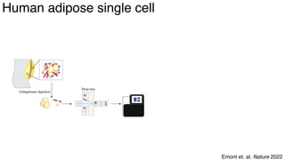 dkNET Webinar: A Single Cell Atlas of Human and Mouse White Adipose ...