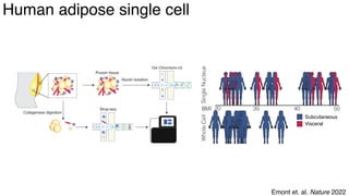 dkNET Webinar: A Single Cell Atlas of Human and Mouse White Adipose ...