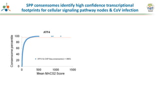 SPP consensomes identify high confidence transcriptional
footprints for cellular signaling pathway nodes & CoV infection
 