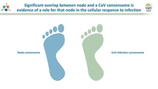 Node consensome CoV infection consensome
Significant overlap between node and a CoV consensome is
evidence of a role for that node in the cellular response to infection
 