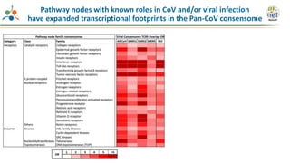 Pathway nodes with known roles in CoV and/or viral infection
have expanded transcriptional footprints in the Pan-CoV consensome
 