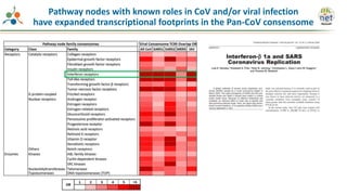 Pathway nodes with known roles in CoV and/or viral infection
have expanded transcriptional footprints in the Pan-CoV consensome
 