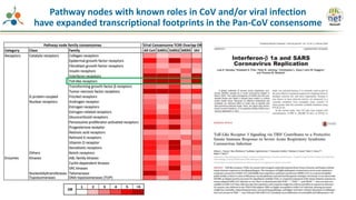 Pathway nodes with known roles in CoV and/or viral infection
have expanded transcriptional footprints in the Pan-CoV consensome
 