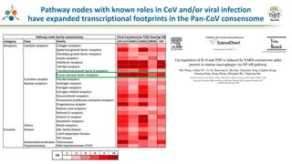 Pathway nodes with known roles in CoV and/or viral infection
have expanded transcriptional footprints in the Pan-CoV consensome
 