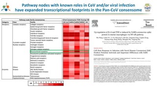 Pathway nodes with known roles in CoV and/or viral infection
have expanded transcriptional footprints in the Pan-CoV consensome
 