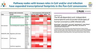 Pathway nodes with known roles in CoV and/or viral infection
have expanded transcriptional footprints in the Pan-CoV consensome
 