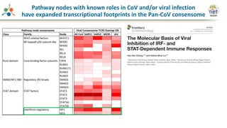 Pathway nodes with known roles in CoV and/or viral infection
have expanded transcriptional footprints in the Pan-CoV consensome
 