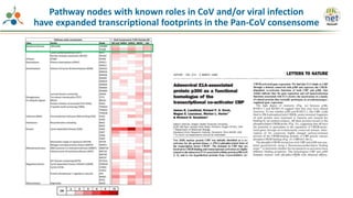 Pathway nodes with known roles in CoV and/or viral infection
have expanded transcriptional footprints in the Pan-CoV consensome
 