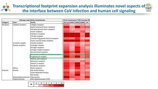 Transcriptional footprint expansion analysis illuminates novel aspects of
the interface between CoV infection and human cell signaling
 