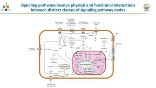 Signaling pathways involve physical and functional interactions
between distinct classes of signaling pathway nodes
 