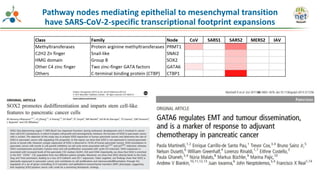 Pathway nodes mediating epithelial to mesenchymal transition
have SARS-CoV-2-specific transcriptional footprint expansions
 