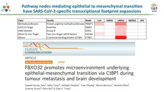 Pathway nodes mediating epithelial to mesenchymal transition
have SARS-CoV-2-specific transcriptional footprint expansions
 