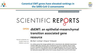 Canonical EMT genes have elevated rankings in
the SARS-CoV-2 consensome
 