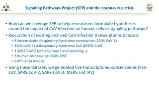 Signaling Pathways Project (SPP) and the coronavirus crisis
• How can we leverage SPP to help researchers formulate hypotheses
around the impact of CoV infection on human cellular signaling pathways?
• Biocuration of existing archived CoV infection transcriptomic datasets
• 8 Severe Acute Respiratory Syndrome coronavirus (SARS-CoV-1)
• 13 Middle East Respiratory Syndrome CoV (MERS-CoV)
• 1 SARS-CoV-2 (initially, now 5 and counting…)
• 3 human coronavirus HCoV 229E
• 6 Influenza A Virus
• Using these datasets we generated five transcriptomic consensomes (Pan-
CoV, SARS-CoV-2, SARS-CoV-2, MERS and IAV)
 