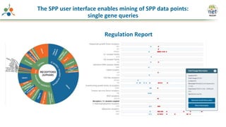 The SPP user interface enables mining of SPP data points:
single gene queries
Regulation Report
 