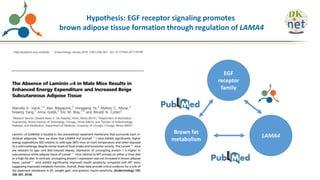 Hypothesis: EGF receptor signaling promotes
brown adipose tissue formation through regulation of LAMA4
EGF
receptor
family
LAMA4
Brown fat
metabolism
 