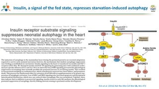 Kim et al. (2016) Nat Rev Mol Cell Biol 16, 461-472
Insulin, a signal of the fed state, represses starvation-induced autophagy
 
