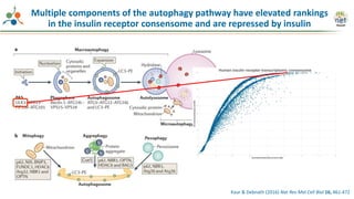 Kaur & Debnath (2016) Nat Rev Mol Cell Biol 16, 461-472
Multiple components of the autophagy pathway have elevated rankings
in the insulin receptor consensome and are repressed by insulin
 