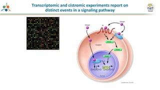 Transcriptomic and cistromic experiments report on
distinct events in a signaling pathway
 