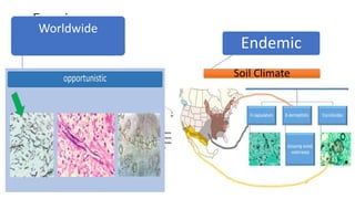 Fungi
Worldwide
Opportunistic
Aspergillosis
Candidiasis
Endemic
Soil Climate
 