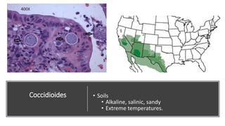 Coccidioides • Soils
• Alkaline, salinic, sandy
• Extreme temperatures.
 