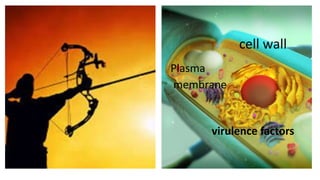 Plasma
membrane
cell wall
virulence factors
 