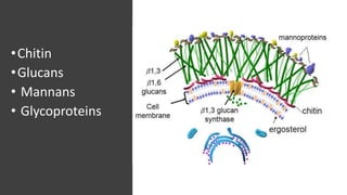 •Chitin
•Glucans
• Mannans
• Glycoproteins
 
