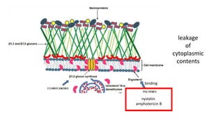 nystatin
amphotericin B
binding
leakage
of
cytoplasmic
contents
 