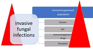 Immunosuppressed
population
Cancers
HIV
Immunosuppressive
drugs
Transplant
invasive
fungal
infections
 