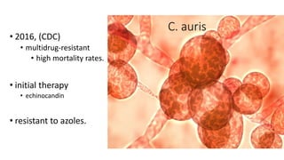 • 2016, (CDC)
• multidrug-resistant
• high mortality rates.
• initial therapy
• echinocandin
• resistant to azoles.
C. auris
 