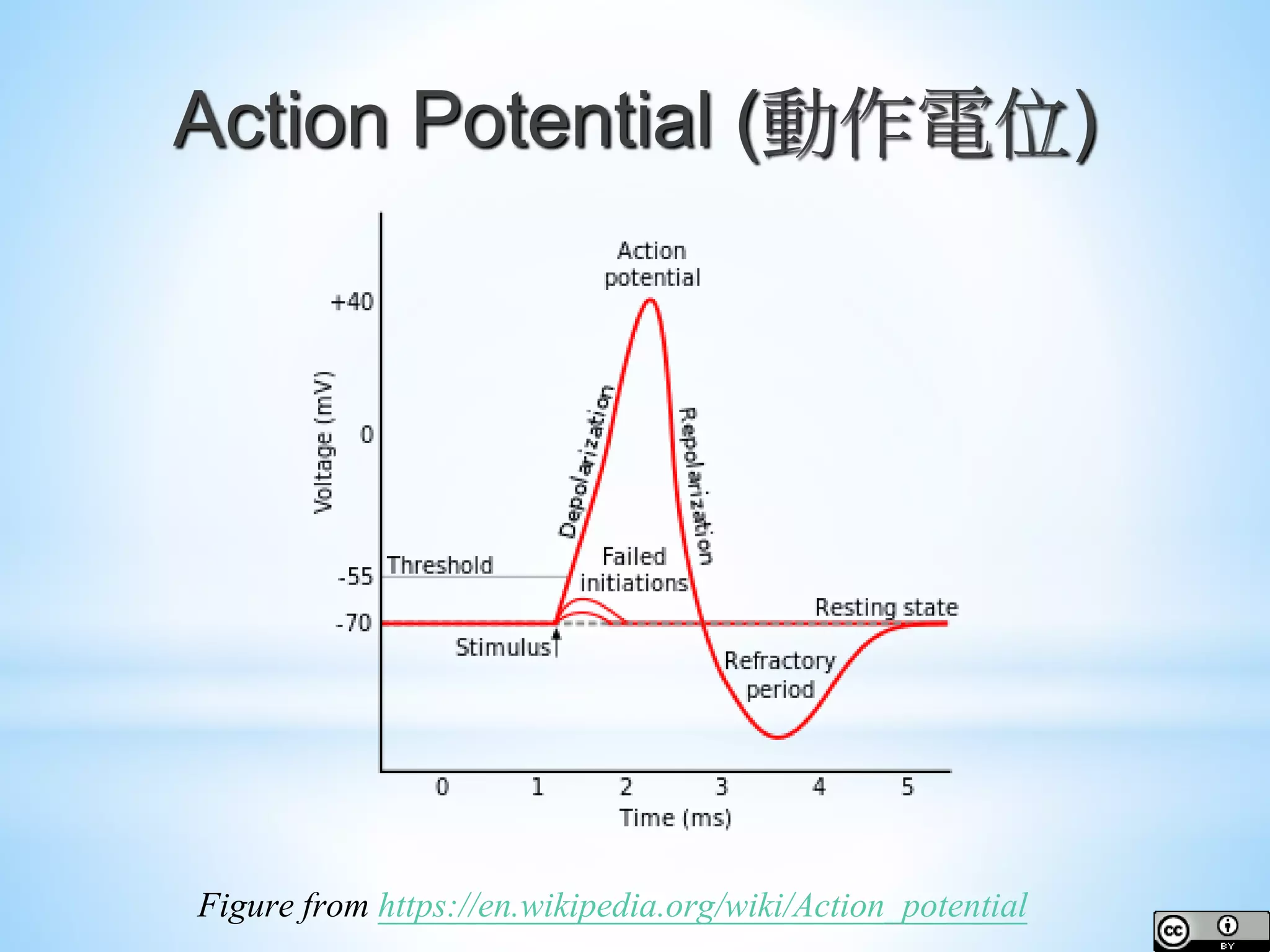 Action Potential (動作電位) Figure from https://en.wikipedia.org/wiki/Action_potential 
