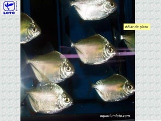 dólar de plata




aquariumloto.com
 