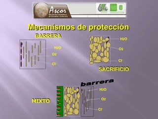 H2O
O2
Cl-
BARRERA
SACRIFICIO
H2O
O2
Cl-
MIXTO
H2O
O2
Cl-
Mecanismos de protección
 