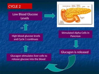 Low Blood Glucose
Levels
Stimulated Alpha Cells in
Pancreas
Glucagon is released
Glucagon stimulates liver cells to
release glucose into the blood
High blood glucose levels
and Cycle 1 continues
CYCLE 2
(-)
 