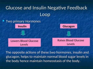 Glucose and Insulin Negative Feedback
Glucose and Insulin Negative Feedback
Loop
Loop
 Two primary Hormones
Two primary Hormones
The opposite actions of these two hormones, insulin and
The opposite actions of these two hormones, insulin and
glucagon, helps to maintain normal blood sugar levels in
glucagon, helps to maintain normal blood sugar levels in
the body hence maintain homeostasis of the body.
the body hence maintain homeostasis of the body.
Insulin Glucagon
Lowers Blood Glucose
Levels
Raises Blood Glucose
Levels
 