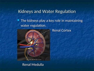 Kidneys and Water Regulation
Kidneys and Water Regulation
 The kidneys play a key role in maintaining
The kidneys play a key role in maintaining
water regulation.
water regulation.
Renal Cortex
Renal Cortex
Renal Medulla
Renal Medulla
 