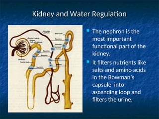 Kidney and Water Regulation
Kidney and Water Regulation
 The nephron is the
most important
functional part of the
kidney.
 It filters nutrients like
salts and amino acids
in the Bowman’s
capsule into
ascending loop and
filters the urine.
 